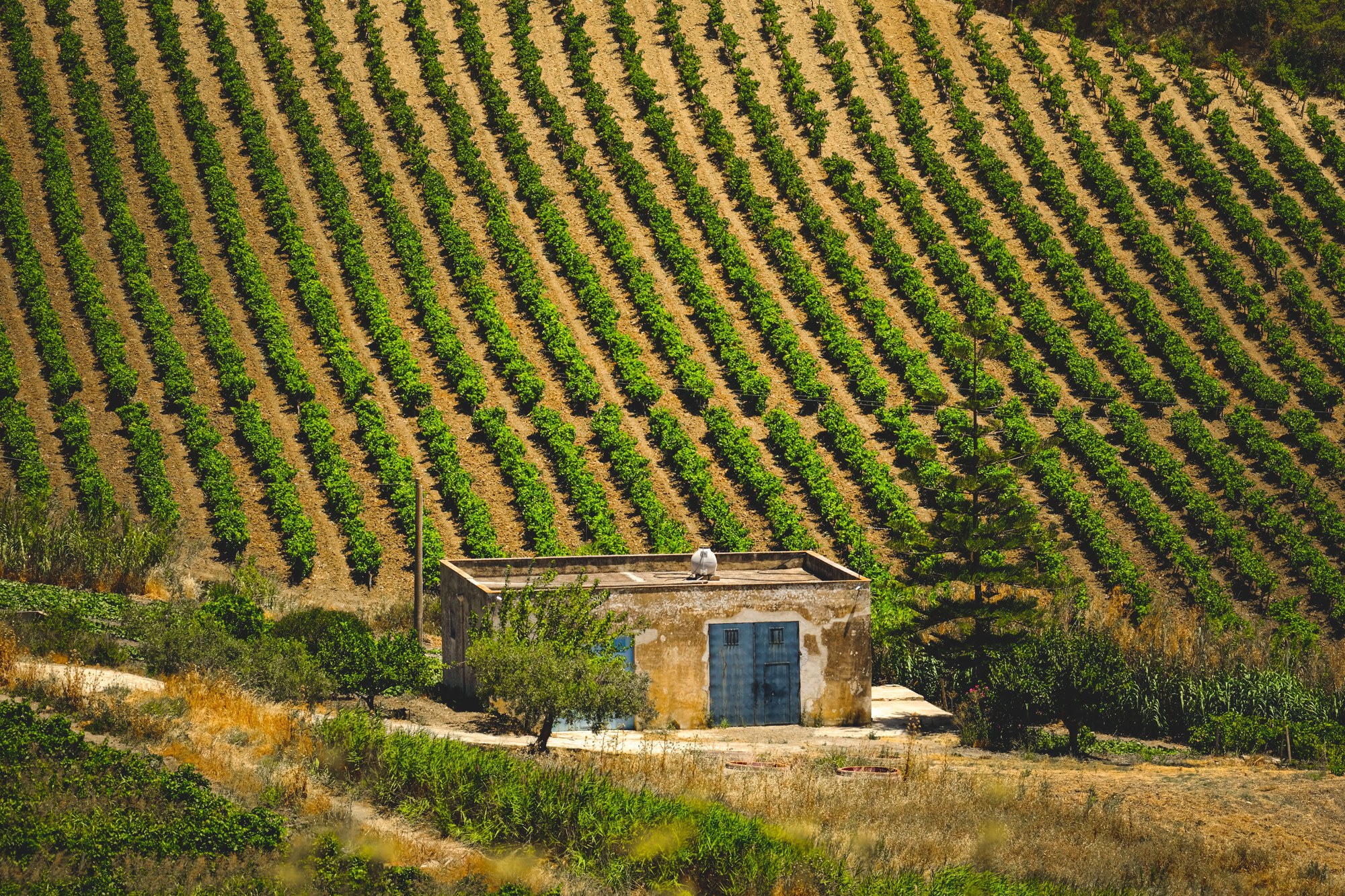 A Sicilian vineyard