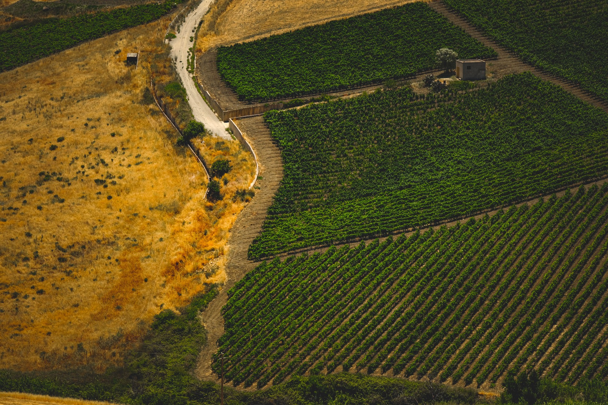 Sicilian vineyards