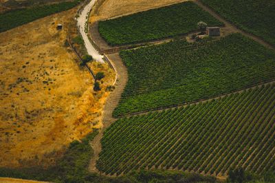 Sicilian vineyards