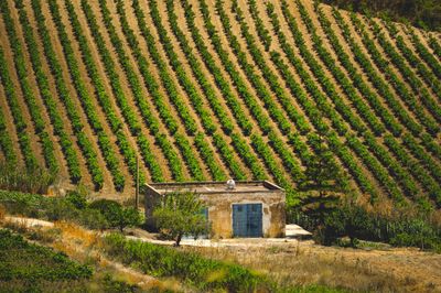 A Sicilian vineyard