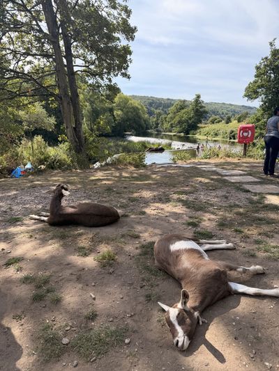 Two goats dozing beside the river-access path, the weir behind them
